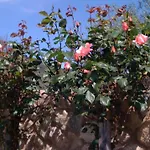 Lodge Vergel Con Encanto Con Bano Gata