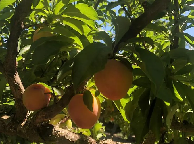 Finca Vergel Alojamiento Con Encanto Habitaciones Con Bano